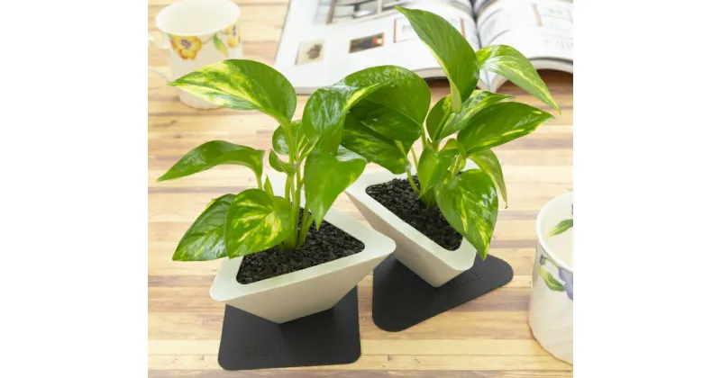 【ふるさと納税】エコ観葉植物 「TRY ANGLE」　観葉植物 おしゃれ 卓上 インテリア ポトス 送料無料 静岡県 富士宮市