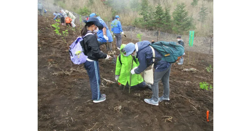 【ふるさと納税】1261富士山を「守る」〜富士山麓ブナ林創造事業〜A