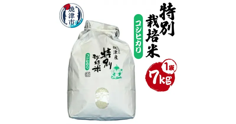 【ふるさと納税】 新米 令和6年産 米 こしひかり ごはん お米 白米 精米 焼津 7kg×1袋 特別栽培米 安心 安全 a15-216