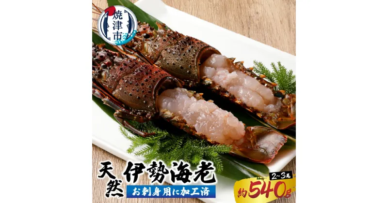 【ふるさと納税】 伊勢海老 えび 殻付き 刺身 冷凍 お造り セット 焼津 約540g （2～3匹） お刺身用に加工済 a30-171