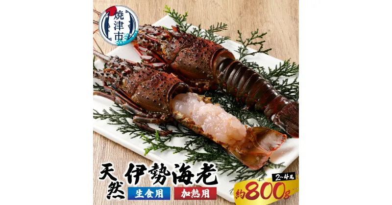 【ふるさと納税】 伊勢海老 えび 冷凍 魚 焼津 いせえび 三昧セット 約0.8kg （2～4匹） 殻付き 刺身用＋焼物用 生食 加熱 a40-075