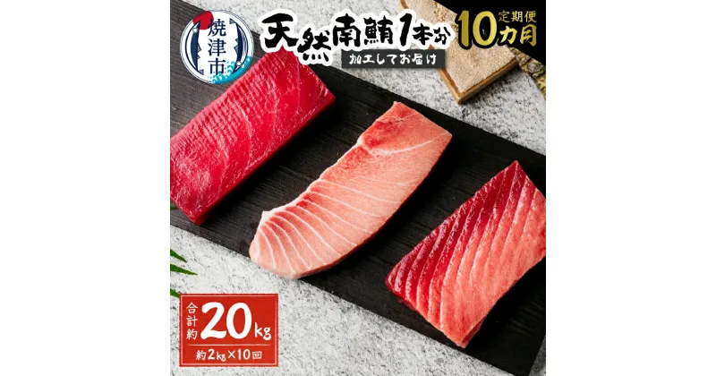 【ふるさと納税】 定期便 まぐろ 魚 冷凍 焼津 南鮪 大トロ 中トロ 赤身 まぐろたたき 切り落とし 計約2kg 【定期便10回】 天然南鮪1本分 刺身に 海鮮丼に b65-003