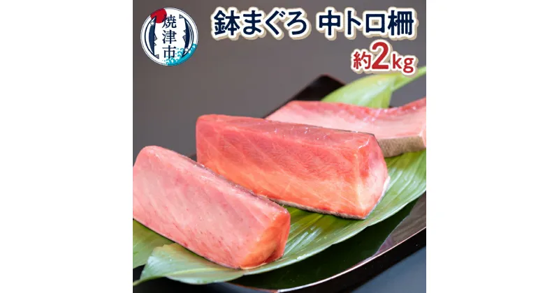 【ふるさと納税】 数量限定 まぐろ 中トロ 柵 天然 鉢鮪 約2kg 刺身 おつまみ おかず 冷凍 魚 焼津 a50-131