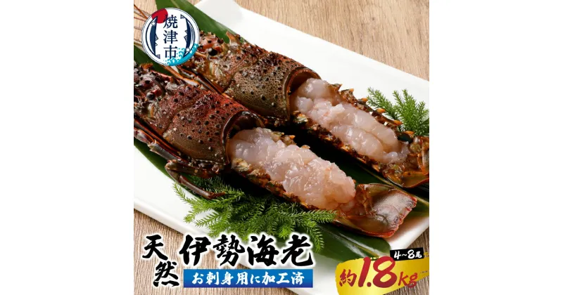 【ふるさと納税】 伊勢海老 お造り セット 約1.8kg お刺身用 加工済 殻付き 4～8匹 天然 冷凍 焼津 b10-073