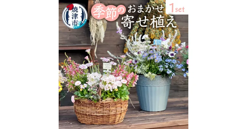 【ふるさと納税】 花 鉢花 寄せ植え 季節の花苗 おまかせ 容器付 7～9点 1セット 観葉植物 焼津 a21-055