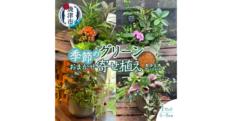 【ふるさと納税】 寄せ植え 観葉植物 おまかせ アレンジメント セラミス 季節のグリーン 室内用 1セット 6～8点程度 説明書付 鉢 すぐに飾れる 焼津 a27-010