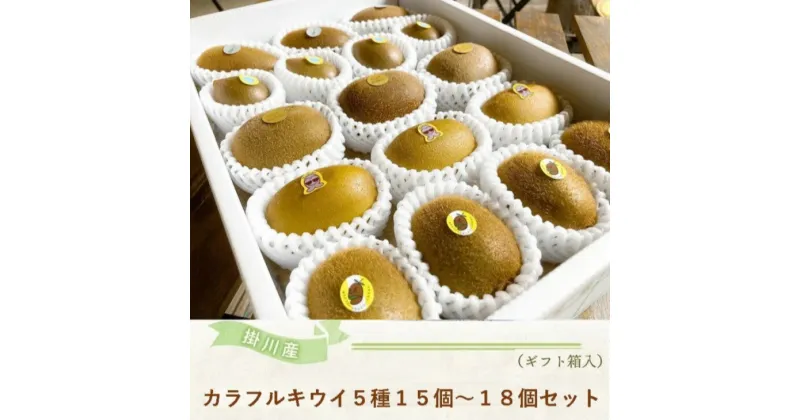 【ふるさと納税】キウイ 掛川産 カラフルキウイ 5種・15個～18個セット ★11月～3月の発送期間限定 キウイフルーツカントリーJapan 〔 フルーツ カントリー ギフト 箱入り 贈答 掛川市 静岡県産 国産 果物 〕