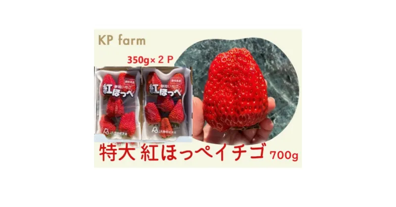 【ふるさと納税】いちご イチゴ 苺 「いちご 特大・紅ほっぺ イチゴ 350g×2p 計700g」1月下旬頃から順次発送 KP ファーム （ 掛川市 静岡 ）