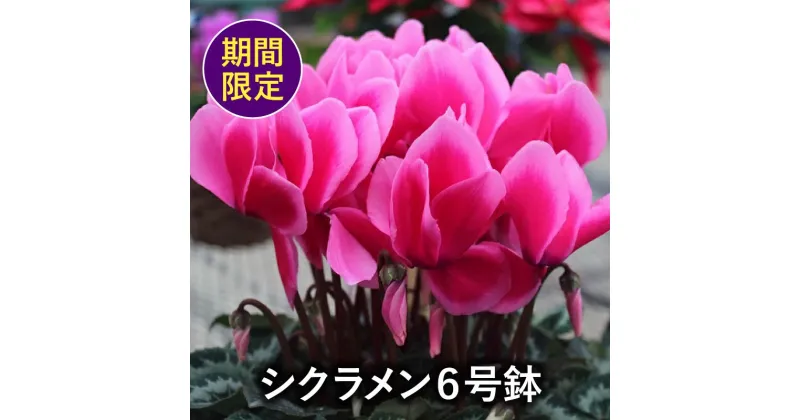 【ふるさと納税】 【 先行予約 : 2024年12月初旬から発送予定 】 花 シクラメン 鉢植え 6号 ピンク フラワー ギフト プレゼント 贈り物 フラワーギフト オンライン決済限定