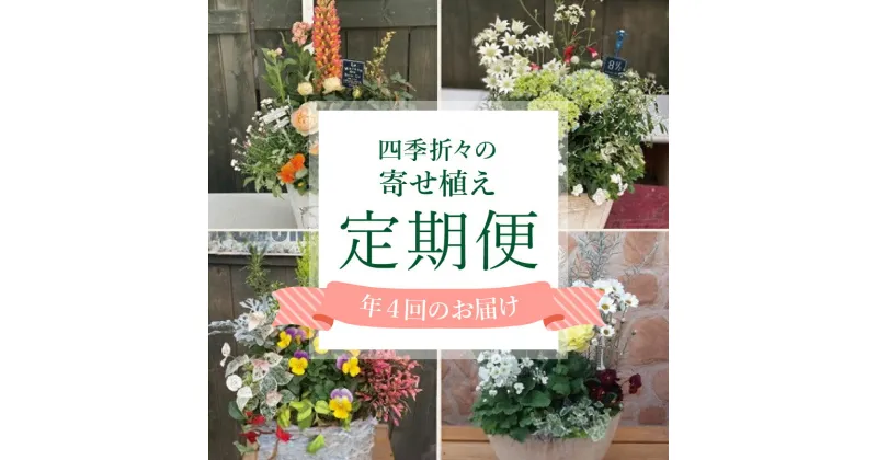 【ふるさと納税】 定期便 年4回 テラコッタ 寄せ植え 季節 花苗 おまかせ ガーデニング フラワー 植物 インテリア お花 贈り物 フラワーギフト プレゼント