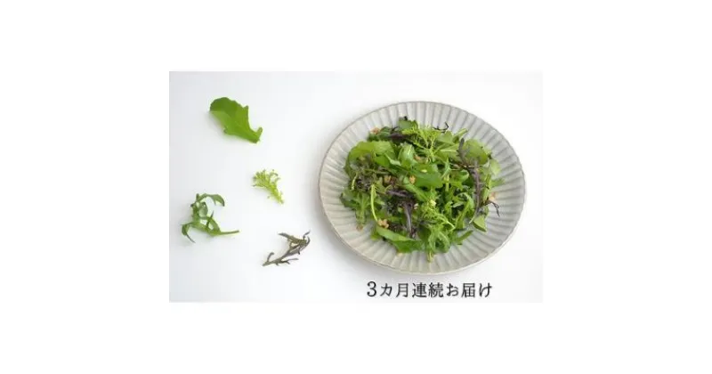 【ふるさと納税】 定期便 3回 国産 ハーブ 野菜 詰め合わせ 約 450g 4種 8袋 セット × 3ヶ月 お届け ルッコラ 約 50g × 3袋 リーフトマト 赤からし菜 約 50g × 2袋 リーフマスタード からし菜 約 50g × 2袋 セルバチコ 約 100g × 1袋 水菜 野菜 サラダ 新鮮