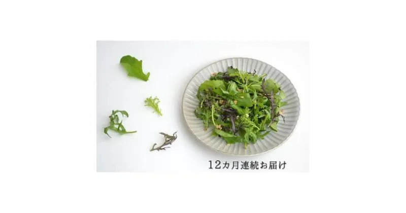 【ふるさと納税】 定期便 12回 国産 ハーブ 野菜 詰め合わせ 約 450g 4種 8袋 セット × 12ヶ月 お届け ルッコラ 約 50g × 3袋 赤からし菜 約 50g × 2袋 からし菜 約 50g × 2袋 セルバチコ 約 100g × 1袋 水菜 野菜 サラダ 新鮮