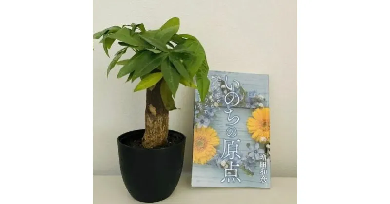 【ふるさと納税】 観葉植物鉢植えとamazonベストセラー 著作本「いのちの原点」のセット（読者特典動画視聴サービス付）【 本 苗木 観葉植物 パキラ 4号鉢 季節により植物の変更あり 】