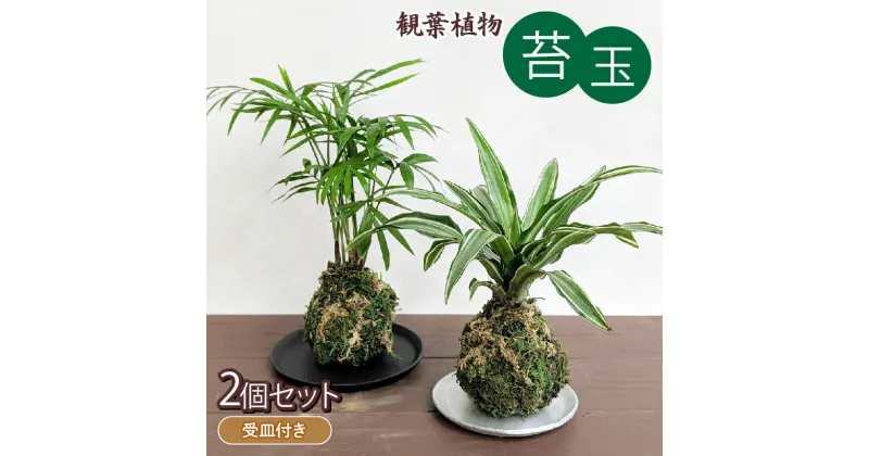 【ふるさと納税】 観葉植物 こけ玉 2個 セット 受皿 付き 苔玉 植物 盆栽 インテリア 雑貨 工芸品 装飾品 静岡県 藤枝市