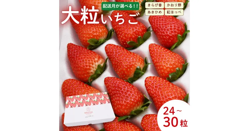 【ふるさと納税】 【先行予約：選べる配送月】 いちご 大粒 24～30粒 2025年1月～2025年4月 順次発送 苺 旬 産地 直送 フレッシュ イチゴ 紅ほっぺ 章姫 あきひめ きらぴ香 かおりの フルーツ 果物 国産 ジャパン ベリー 静岡県 藤枝市