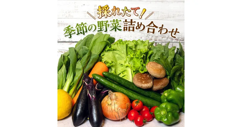 【ふるさと納税】とれたて 野菜 パック 季節の野菜 セット 詰め合わせ 10品前後 野菜セット 野菜詰め合わせ ジャガイモ 人参 大根 小松菜 白ネギ グリ−ンリ−フ チンゲン菜 椎茸 トマト 水菜 葉ネギ 人気 厳選 静岡県　 袋井市