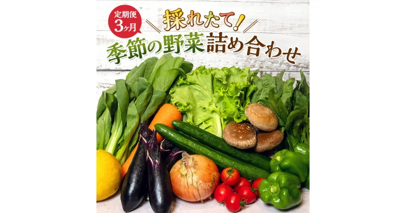 【ふるさと納税】とれたて 野菜 パック 定期便 3回 季節の野菜 セット 詰め合わせ 10品前後 野菜セット 野菜詰め合わせ 3ヶ月 ジャガイモ 人参 大根 小松菜 白ネギ グリ−ンリ−フ チンゲン菜 椎茸 トマト 水菜 葉ネギ 人気 厳選 静岡県　定期便・ 袋井市