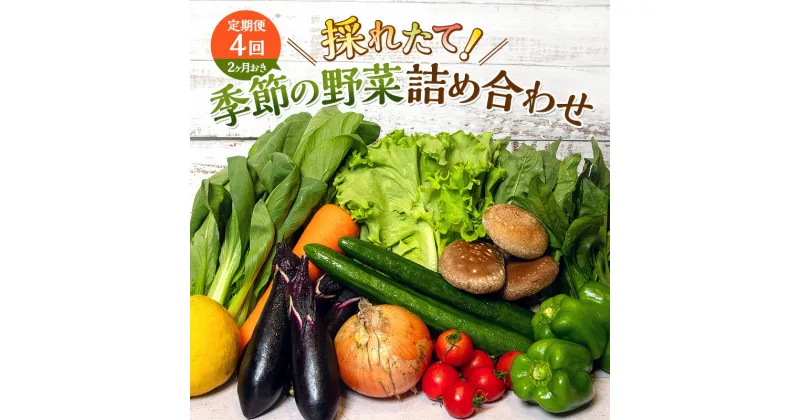 【ふるさと納税】とれたて 野菜 パック 定期便 4回 2ヶ月おき 季節の野菜 セット 詰め合わせ 10品前後 野菜セット 野菜詰め合わせ ジャガイモ 人参 大根 小松菜 白ネギ グリ−ンリ−フ チンゲン菜 椎茸 トマト 水菜 葉ネギ 人気 厳選 静岡県　定期便・ 袋井市