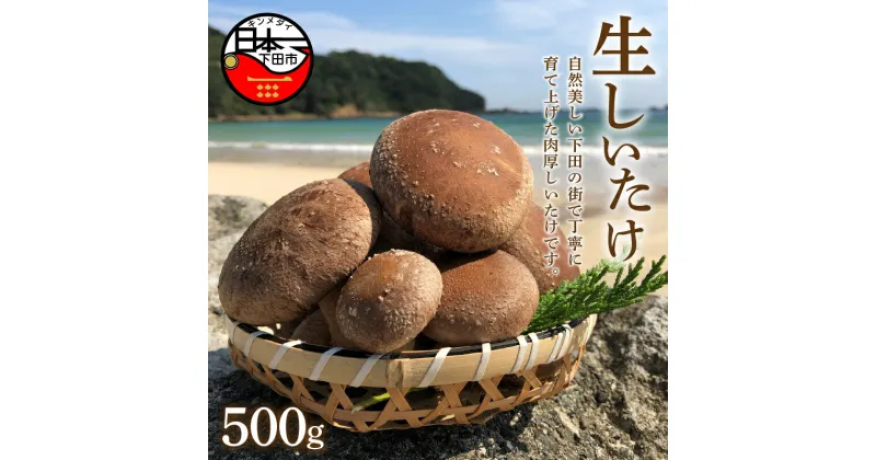 【ふるさと納税】 生しいたけ 500g 菌床 きのこ 野菜 お取り寄せ 下田 伊豆 サントピア下田 送料無料