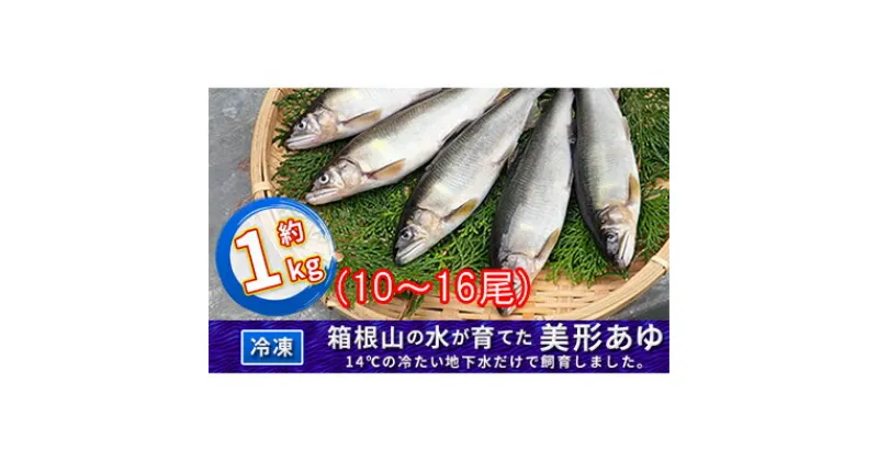 【ふるさと納税】箱根の水が育てた美形あゆ【冷凍 約1kg（10～16尾）】　魚貝類・鮎・アユ