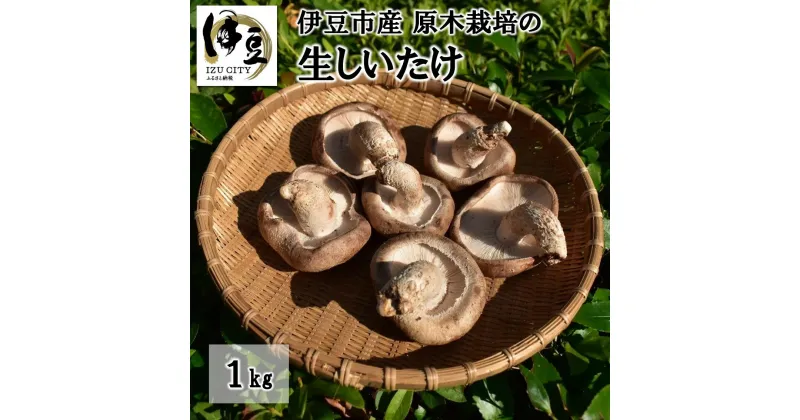 【ふるさと納税】原木栽培の 生しいたけ 1kg / 伊豆産 伊豆 肉厚 1キロ 無農薬 無肥料 生 シイタケ 椎茸 きのこ キノコ 茸 野菜 お取り寄せ 冷蔵 送料無料 国産 国内 中部 静岡 静岡市 伊豆市 010-002