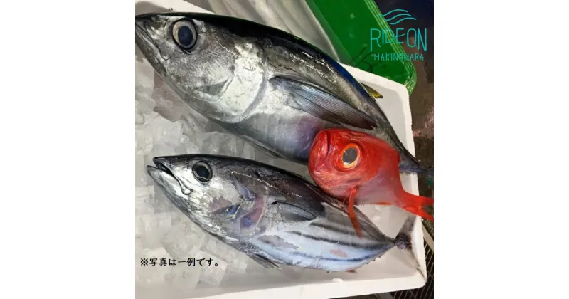 【ふるさと納税】019-1 魚のデパートカネヒロ 駿河湾のお魚びっくり箱（スタンダード) / 鮮魚 魚 地魚 静岡県