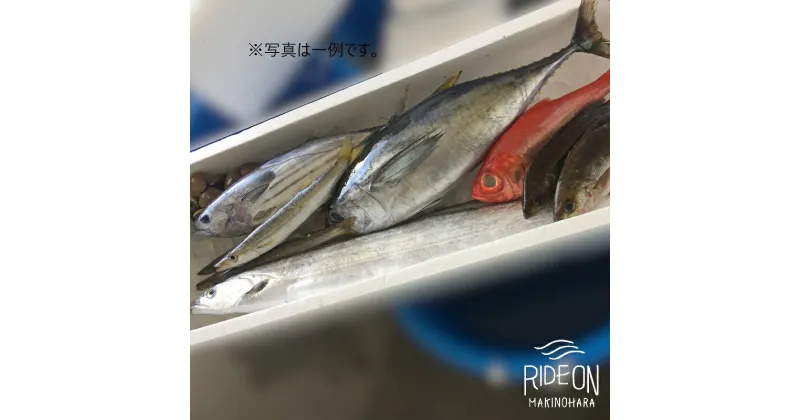 【ふるさと納税】019-2 魚のデパートカネヒロ 駿河湾のお魚びっくり箱（デラックス) / 鮮魚 魚 地魚 静岡県