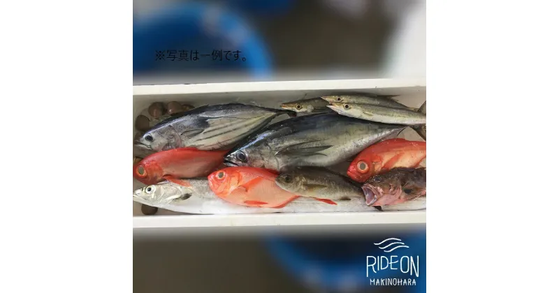 【ふるさと納税】019-3 魚のデパートカネヒロ 駿河湾のお魚びっくり箱（プレミアム） / 鮮魚 魚 地魚 静岡県