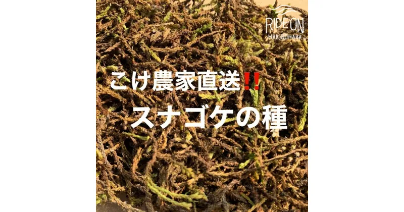 【ふるさと納税】123-5 こけ 専門農家直送!! スナゴケ 種 5L / 管理方法の説明書付き 植物 苔 ゴケ インテリア 静岡県 苔g(こけじぃ)