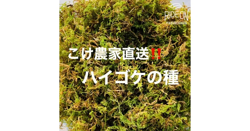 【ふるさと納税】123-8 こけ 専門農家直送!! ハイゴケ 種10L / 管理方法の説明書付き 植物 苔 ゴケ インテリア 静岡県 苔g(こけじぃ)