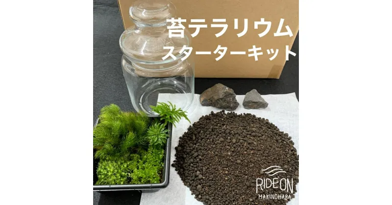 【ふるさと納税】123-15 こけ 専門農家直送!! 苔テラリウム スターターキット / 管理方法の説明書付き 植物 苔 ゴケ インテリア 静岡県 苔g(こけじぃ)