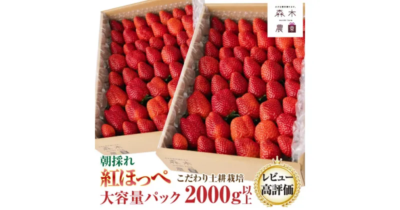 【ふるさと納税】060-9 【常温発送】完熟☆濃く甘 いちご『紅ほっぺ』　合計2000g以上！/ いちご 苺 フルーツ 果物 冬