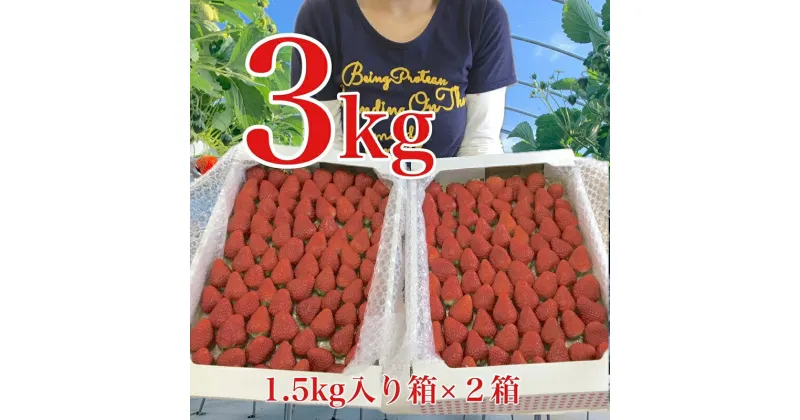 【ふるさと納税】067-3 日付指定OK！いちご紅ほっぺ朝摘み3kgセット / 苺