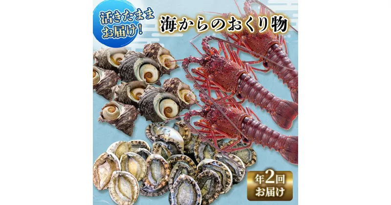 【ふるさと納税】伊勢海老 アワビ サザエ 定期便 年2回 海からのお届け物 伊勢エビ 3～8匹 さざえ 4～15個 あわび 3～5枚 伊勢えび 海老 エビ えび 鮑 貝 魚介 魚介類 海鮮 海鮮セット セット 詰め合わせ 冷蔵 刺身 焼き物 静岡 静岡県 2回 お楽しみ　【 河津町 】