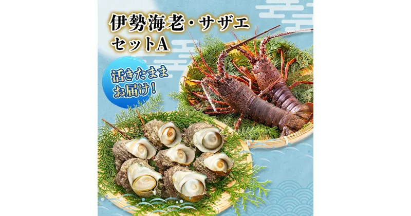 【ふるさと納税】活 伊勢海老 サザエ セット A 10月～5月中旬出荷予定 獲れたて 活伊勢えび 2～3匹 活サザエ 4～15個 伊勢えび 伊勢エビ さざえ 海老 えび エビ 貝 魚介 魚介類 海鮮 海鮮セット 冷蔵 静岡 静岡県　【 河津町 】　お届け：毎年10月～翌年5月中旬出荷予定