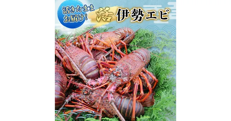 【ふるさと納税】活 伊勢海老 4～8匹 活きたままお届け 毎年10月～翌年5月中旬出荷予定 獲れたて 活伊勢えび 伊勢えび 伊勢エビ 海老 えび エビ 貝 魚介 魚介類 海鮮 冷蔵 静岡 静岡県　【 河津町 】　お届け：毎年10月～翌年5月中旬出荷予定