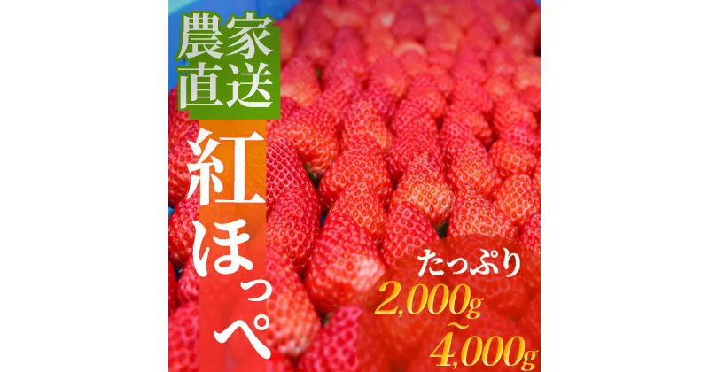 【ふるさと納税】【2025年2月以降配送】南伊豆産いちご 選べるたっぷり紅ほっぺ 2kg~4kg 2000g 4000g いちご イチゴ 苺 紅ほっぺ 生いちご 美味い あまい お得 大容量 旬 静岡 果物 フルーツ 南伊豆町産 静岡 1箱 2箱 ご自宅用 南伊豆ファーム