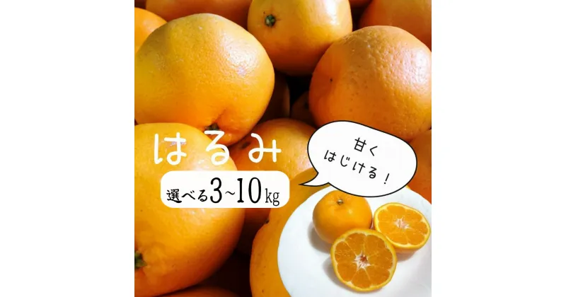 【ふるさと納税】湯の花 はるみ3kg箱セット 3kg はるみ ミカン みかん ポンカン ぽんかん 清見 フルーツ 甘い 静岡 南伊豆 24年1～2月頃配送 道の駅 直売所