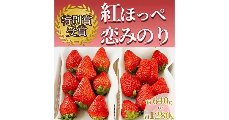 【ふるさと納税】【予約受付】【2025年1月発送】 いちご イチゴ 苺 紅ほっぺ 恋みのり 300g以上2パック 300g以上4パック 静岡 果物 生いちご 紅ほっぺ フルーツ 南伊豆町産 伊豆 甘い 糖度 おすすめ 選べる 特別賞受賞 ご自宅用 いちご BabyBerryFarm