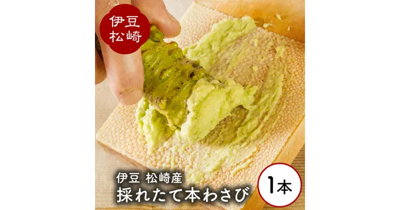 【ふるさと納税】伊豆の生わさび 1本