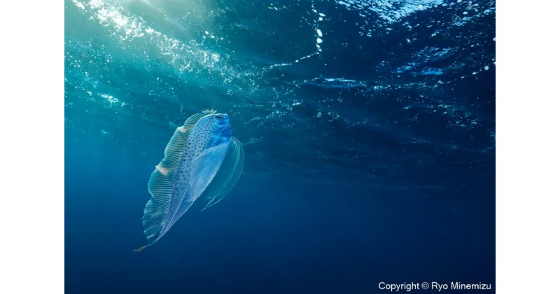 【ふるさと納税】清水町ふるさと大使　海洋生物写真家　峯水亮氏による　作品パネル　Polka-dot ribbonfish swimming in the morning sun（_D5A5726_A3W）