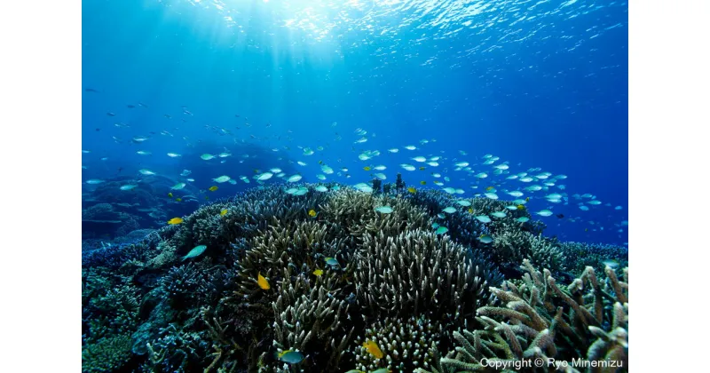 【ふるさと納税】清水町ふるさと大使　海洋生物写真家　峯水亮氏による　作品パネル　Shallow coral reefs and fishes（_MG_2031_A3W）