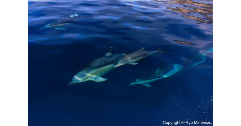 【ふるさと納税】清水町ふるさと大使　海洋生物写真家　峯水亮氏による　作品パネル　Freedom（_MG_7725_A3W）