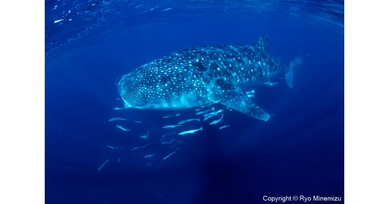 【ふるさと納税】清水町ふるさと大使　海洋生物写真家　峯水亮氏による　作品パネル　Whale shark（IMG_000140_A3W）