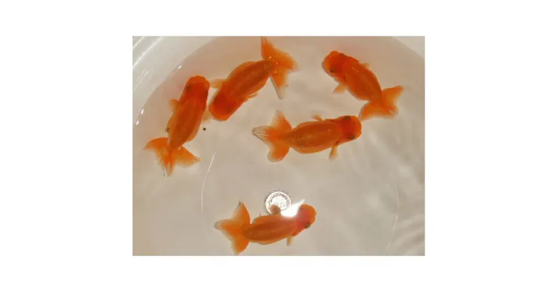 【ふるさと納税】らんちゅう 5匹　生き物・らんちゅう・5匹・金魚