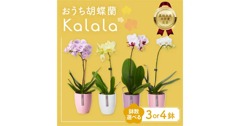 【ふるさと納税】胡蝶蘭『カララ』 選べる鉢数 3鉢 / 4鉢 セット 花 鉢花 ラン 鉢植え 胡蝶蘭 ランキング 一位 自宅用 観葉植物 インテリア お花 グリーン 愛知県 豊橋市 渥美半島 15000円 19000円