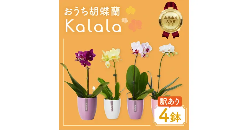 【ふるさと納税】胡蝶蘭『カララ』 ミディ 4鉢 セット 花 鉢花 訳あり おまかせ 鉢植え ランキング 一位 セット 鉢花 ラン 自宅用 観葉植物 インテリア お花 グリーン 愛知県 豊橋市 渥美半島 15000円