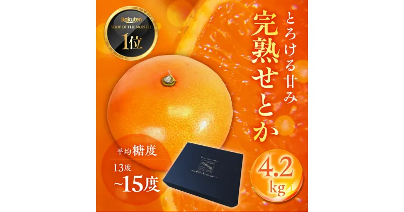 【ふるさと納税】≪先行予約≫ 大トロみかん『木熟せとか』レギュラー箱　厳選プレミアム　4.2Kg