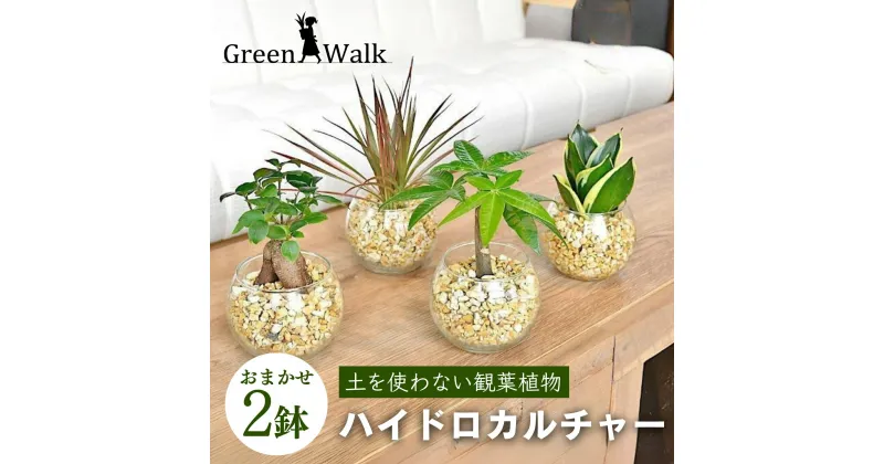 【ふるさと納税】ハイドロカルチャー シンプルボール 観葉植物 2鉢セット 簡単 お手入れ 植物 屋内 鉢 雑貨 愛知県 豊橋市 送料無料