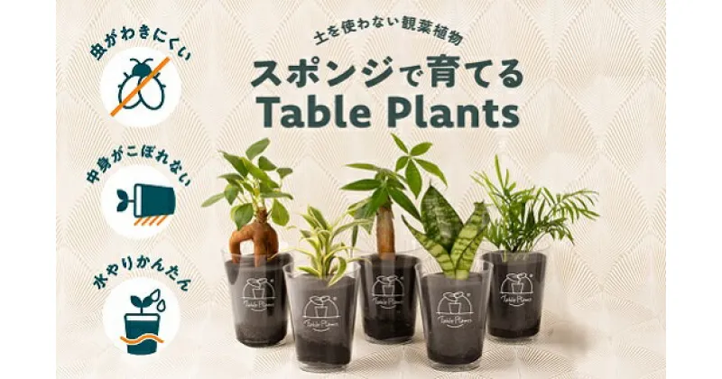 【ふるさと納税】テーブルプランツ 選べる 2鉢 セット 土無し 水やり 簡単 植物 初心者 かわいい　 おしゃれ 自然 インテリア グリーン オシャレ ガジュマル パキラ ドラセナ サンスベリア テーブルヤシ スポンジ 緑 16000円 1万6千円